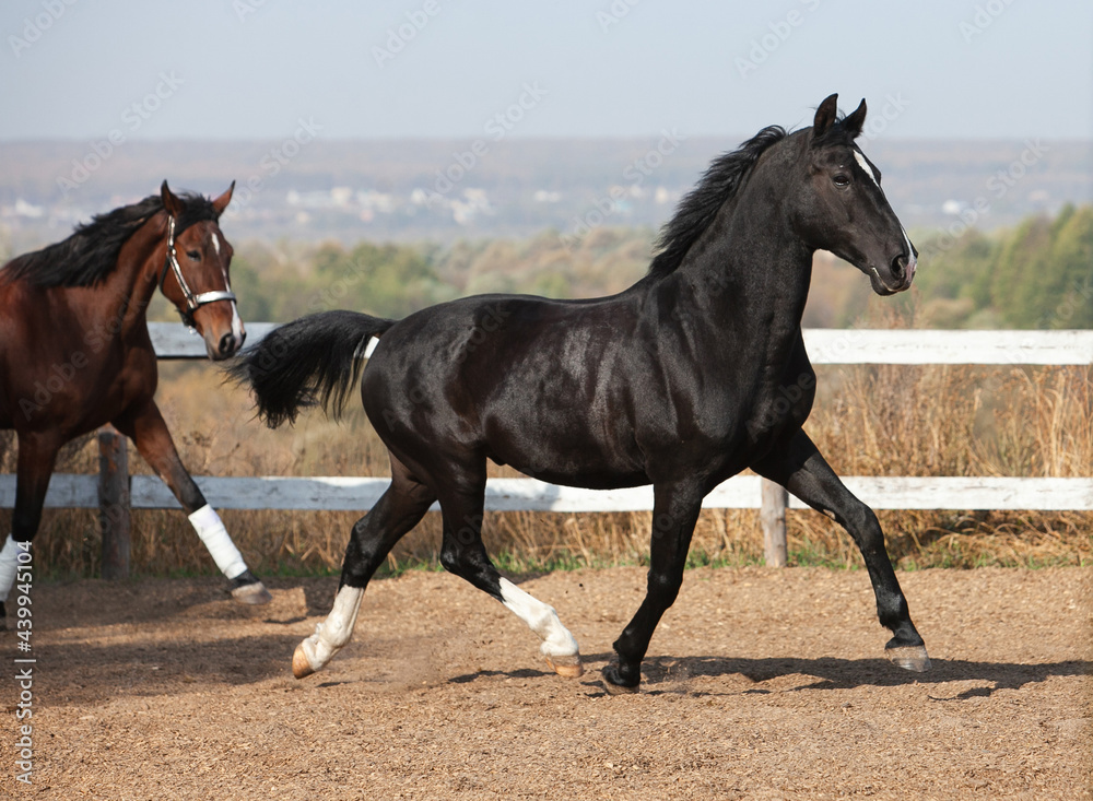 Black Orlov trotter horse walking outside on a sunny day Black Orlov trotter horse walking outside on a sunny day