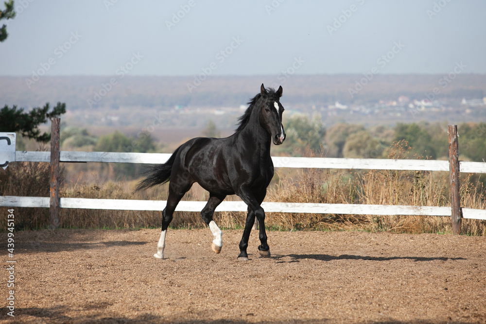 Black Orlov trotter horse walking outside on a sunny day Black Orlov trotter horse walking outside on a sunny day