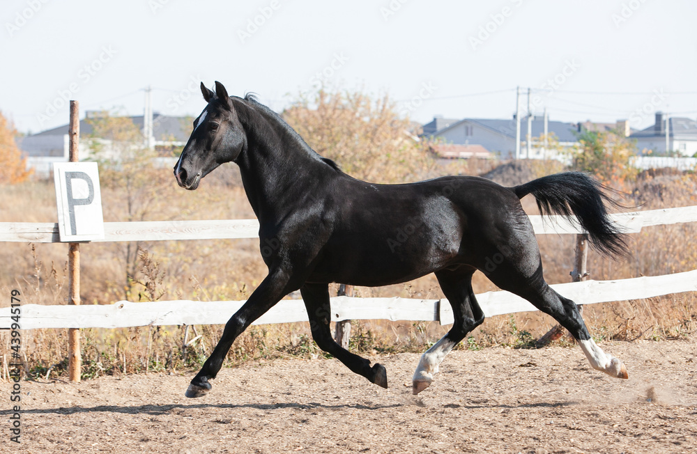 Black Orlov trotter horse walking outside on a sunny day