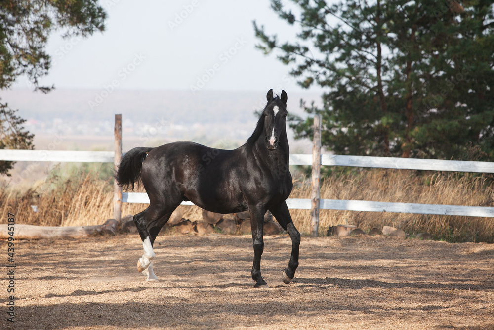 Black Orlov trotter horse walking outside on a sunny day Black Orlov trotter horse walking outside on a sunny day