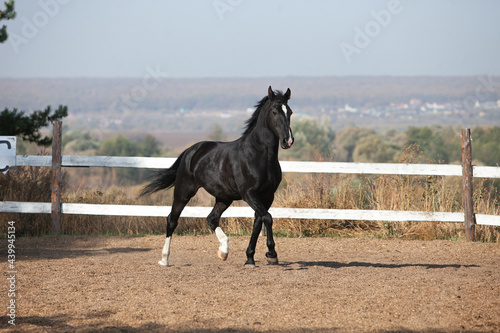 Black Orlov trotter horse walking outside on a sunny day