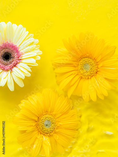 Yellow beautiful gerbera daisy flowers on monochrome background in water with ripples.