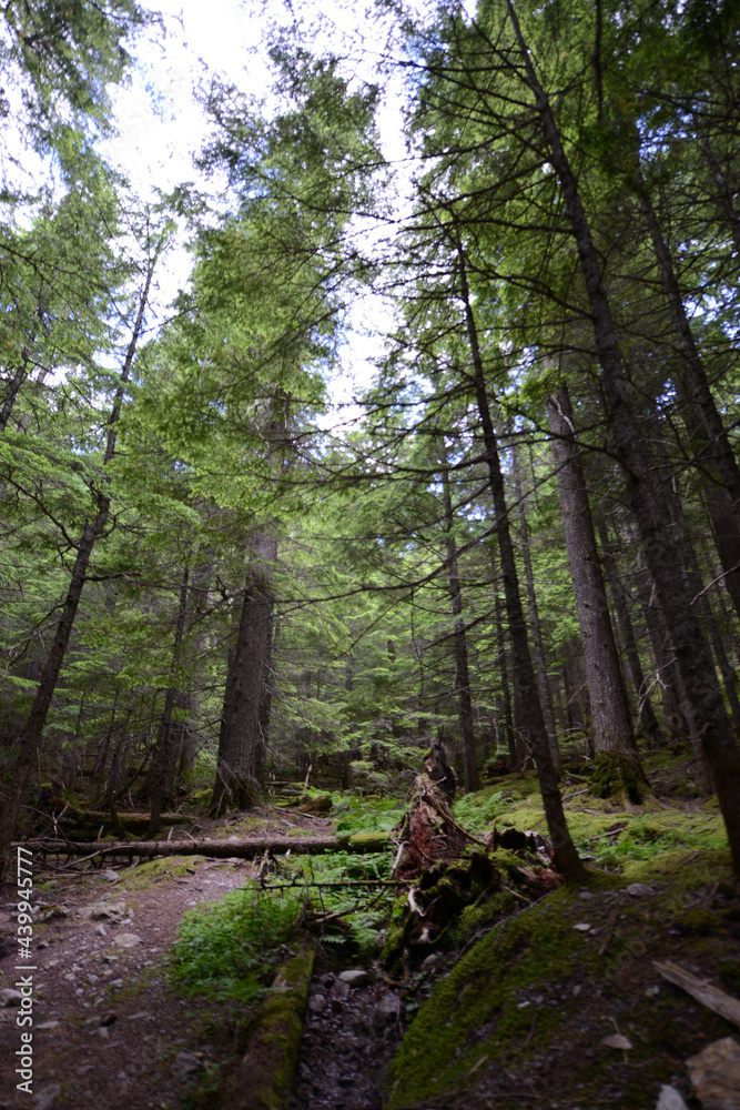 Fototapeta premium A trail through the lush woodland forest at Glacier National Park