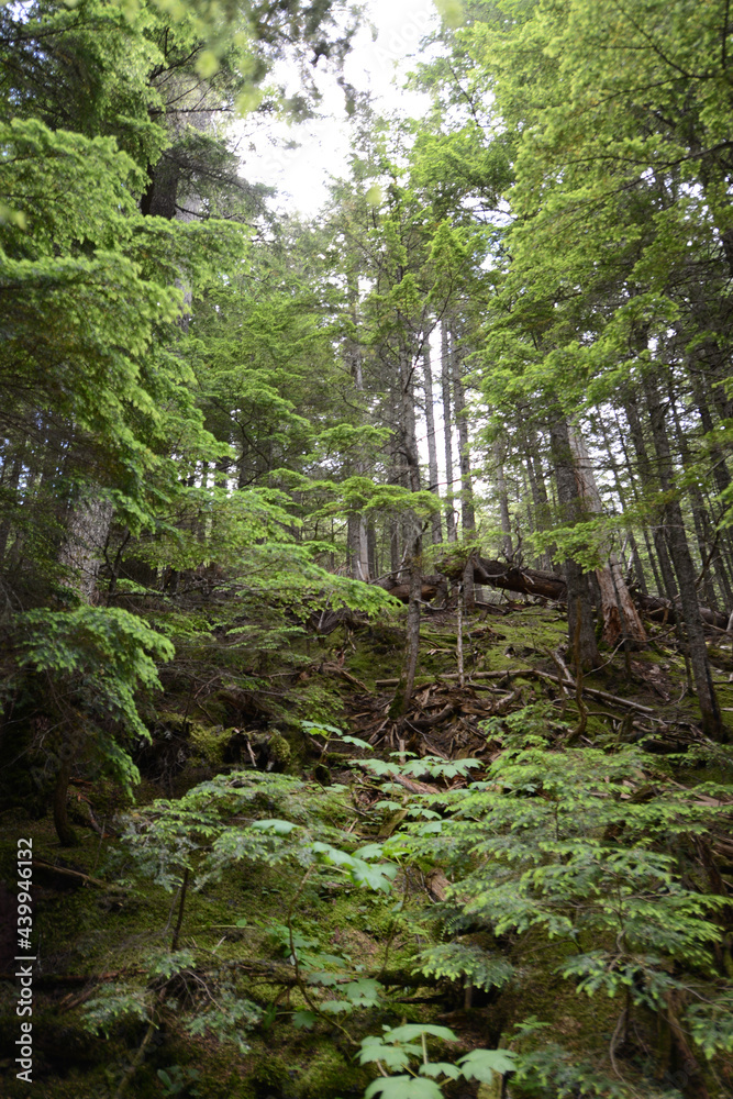 Fototapeta premium A trail through the lush woodland forest at Glacier National Park