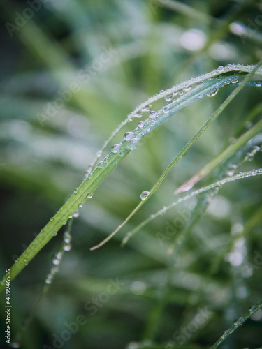 dew