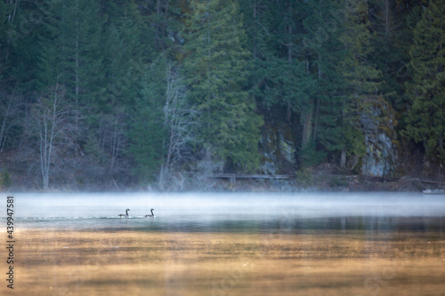 Ducks on One Mile Lake, Pemberton British Columbia