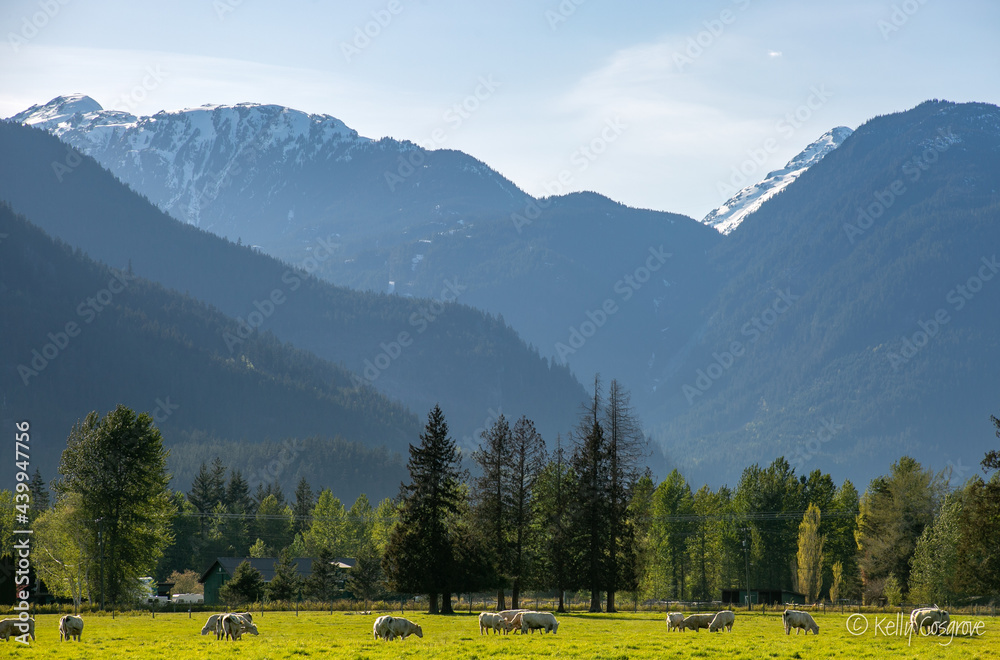 Charolais farm in Pemberton British Columbia