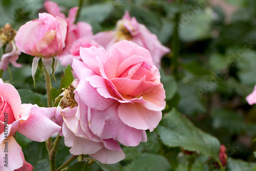 Large, fragrant, sumptuous, coral-pink roses with a bud against a dark-leafed rose shrub in spring. Pink rose flowers on the rose bush in the garden in summer. Flower background