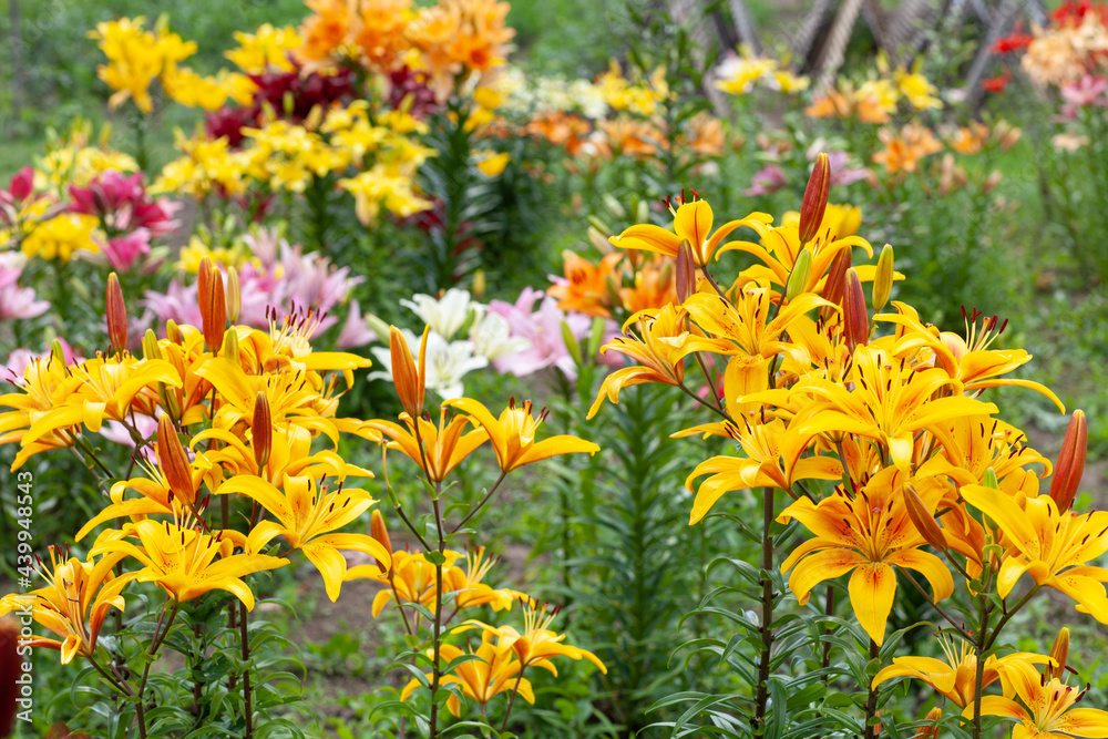 Very many of yellow lily flowers. Hemerocallis also called Lemon Lily, Yellow Daylily, Hemerocallis flava. Yellow lily flower, known as Lilium parryi.  Shallow focus, background blur.