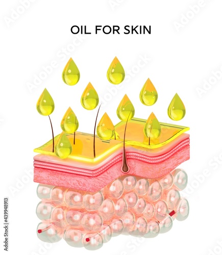 Realistic human skin layers cross-section structure.Oil or serum skincare medical 3d illustration.