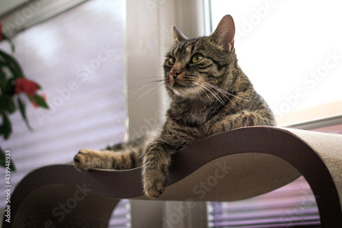 Die Katze liegt auf einem Kratzbrett an einem Fenster mit Rollo und schaut neugierig und aufgeregt auf. Portr  t einer graubraun getigerten Hauskatze. 