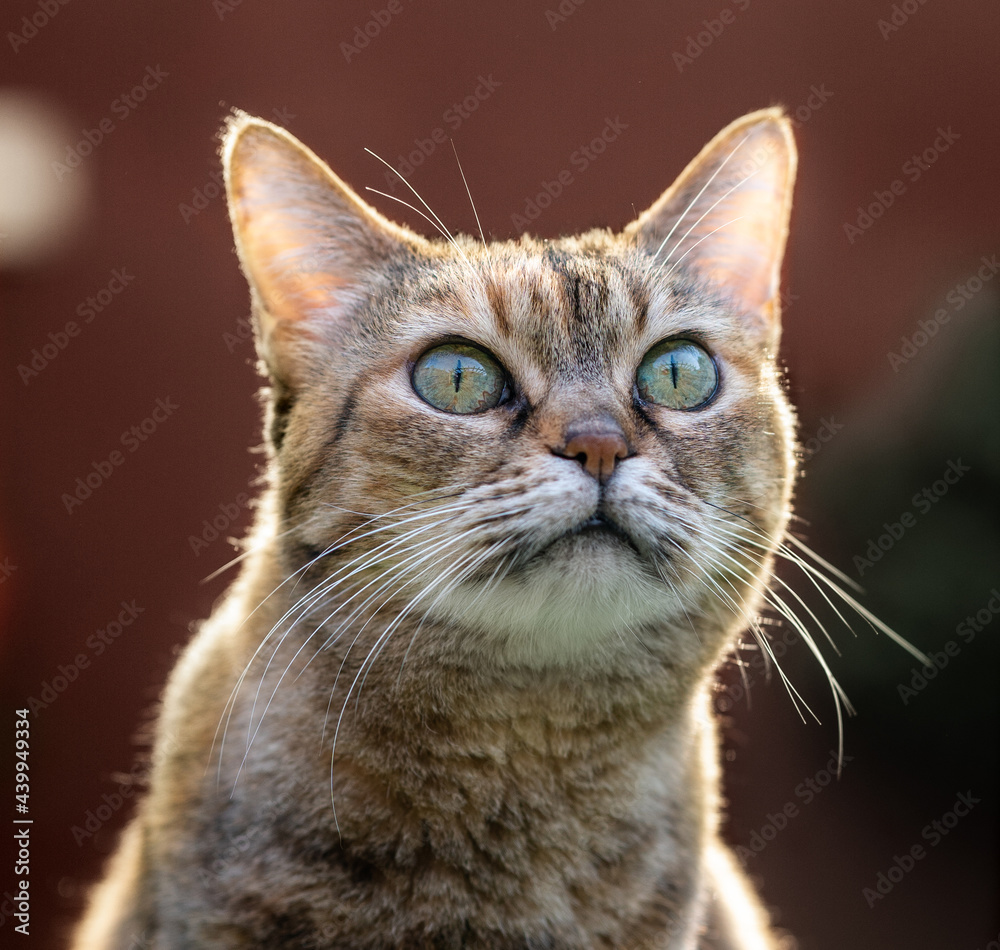 Cat with Green Eyes Portrait