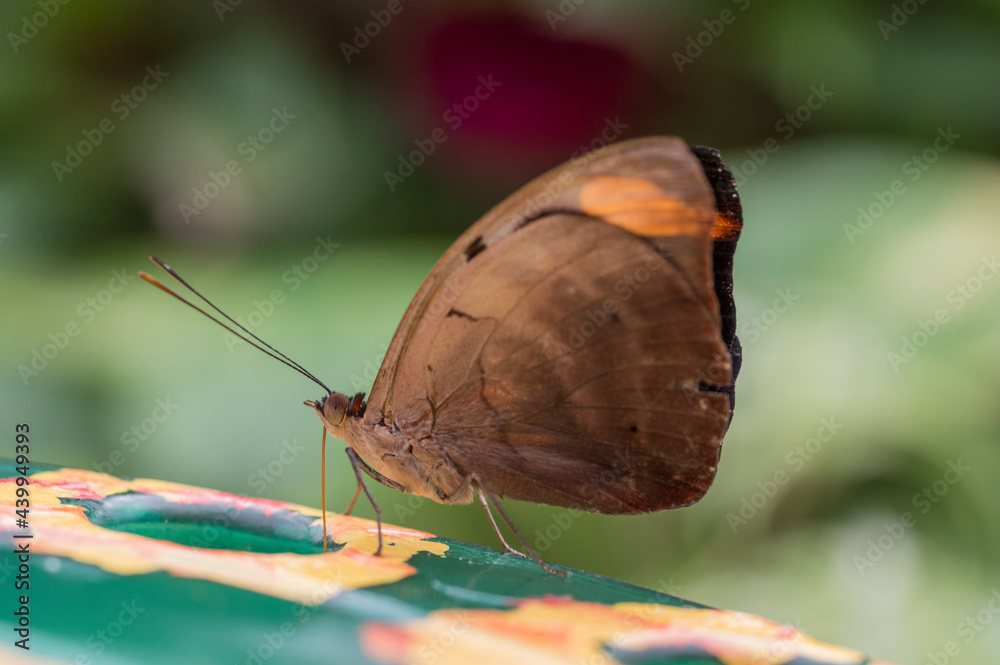Obraz premium A Grecian shoemaker (Catonephele numilia)