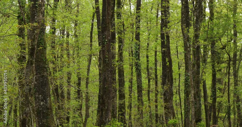 Forest of Hindres known as Broceliande, Paimpont, Brittany in France Forest of Hindres known as Broceliande, Paimpont, Brittany in France
