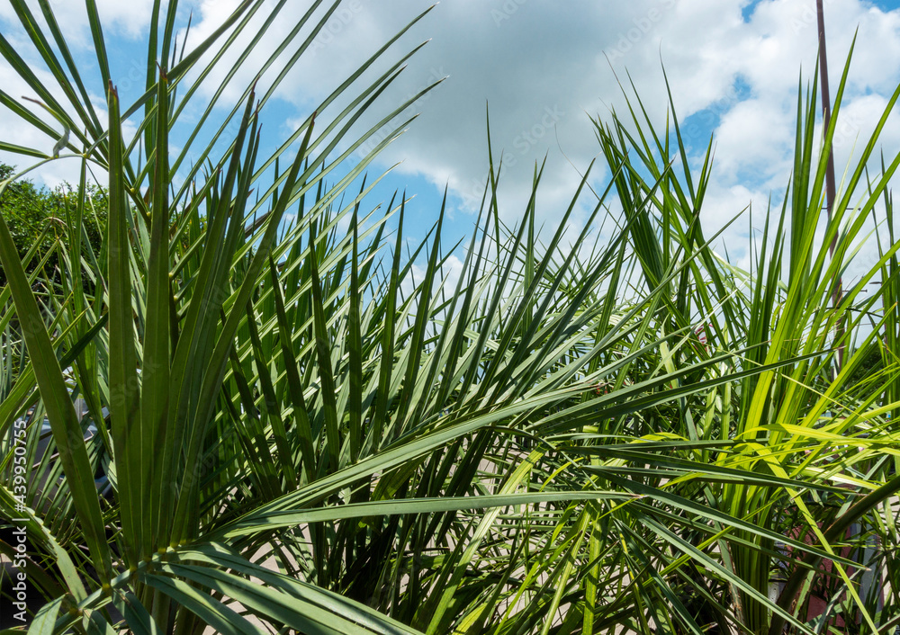 Fototapeta premium A close look at plant blades