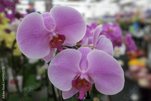 Beautiful purple flowers in bloom