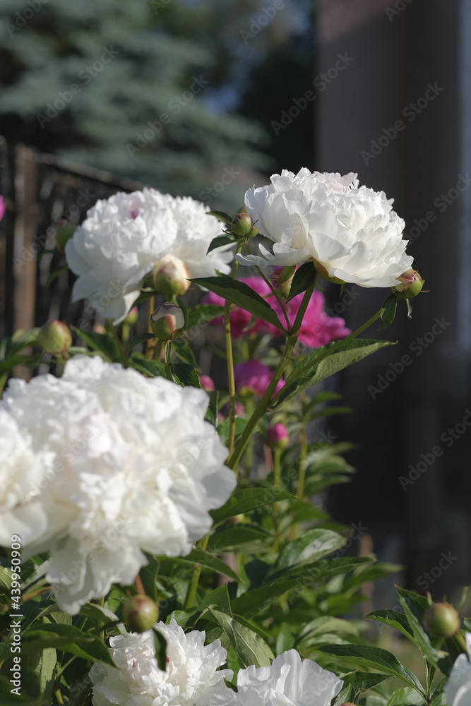 White peony flower in the garden, in the morning sun. White peony flower in the garden, in the morning sun.