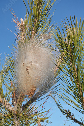 nest of pine processionary photo