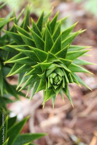 Spiky Monkey tail tree branch