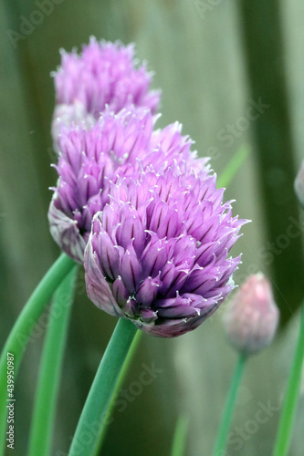 Purple chive blossoms in the spring