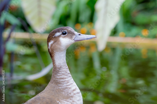 A Ringed Teal (Callonetta leucophrys) photo