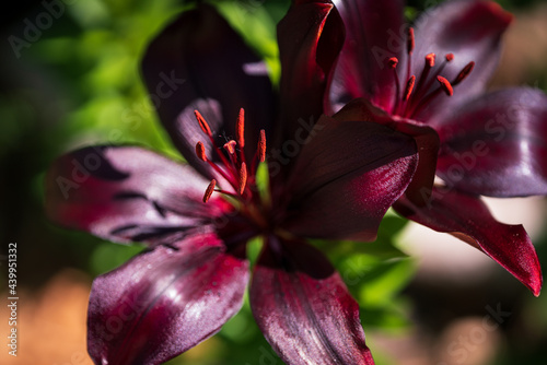 Purple or Black Asiatic Lily
