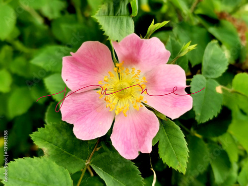 June poster with flower picture background. Lettering text June in red and pink blossom flower close up 