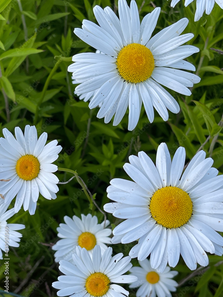 Fototapeta premium Flowers from Margreet's 