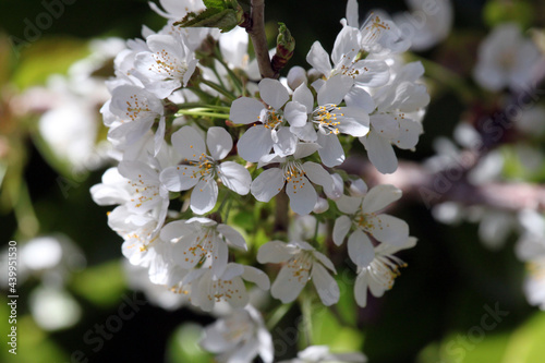 White fruit blossoms in the spring