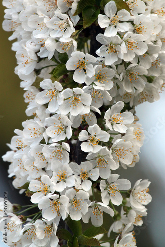 White fruit blossoms in the spring