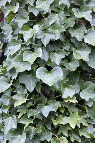A blanket of green ivy leaves