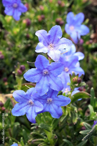 Spring blossoms in Pink and blue