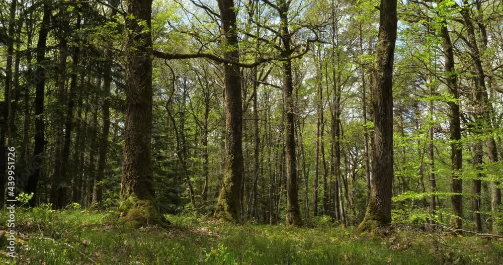 Forest of Hindres known as Broceliande, Paimpont, Brittany in France Forest of Hindres known as Broceliande, Paimpont, Brittany in France