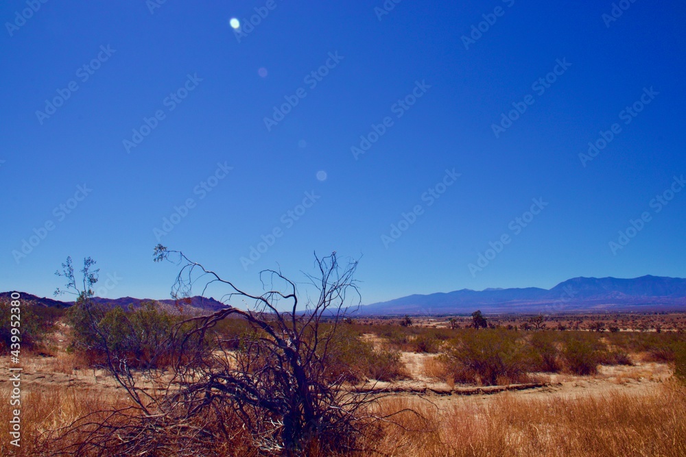 Obraz premium Sunny Desert Landscape in Lake Los Angeles