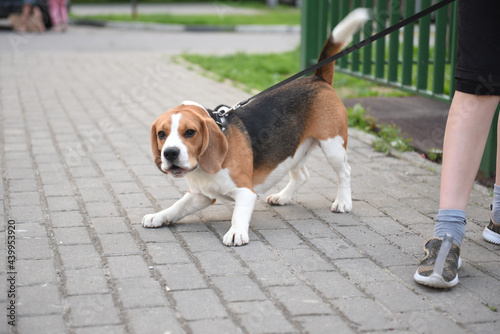 Beagle dog on a leash on the street on the sidewalk in a defensive position