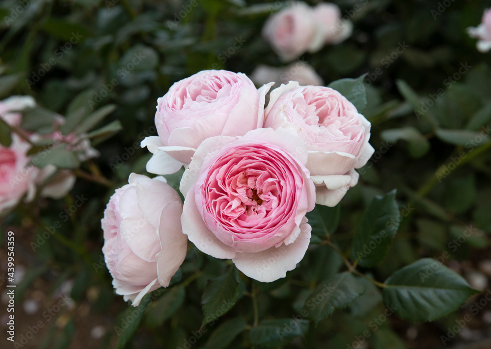 Floral. Closeup view of Rosa Abraham Darby flowers of white and light pink petals blooming in the park. Floral. Closeup view of Rosa Abraham Darby flowers of white and light pink petals blooming in the park.