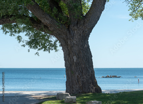 tree near the beach