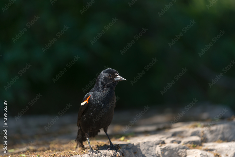 Red-winged blackbird emerges from dark shrubs and stands on a flat boulder in search of food Red-winged blackbird emerges from dark shrubs and stands on a flat boulder in search of food