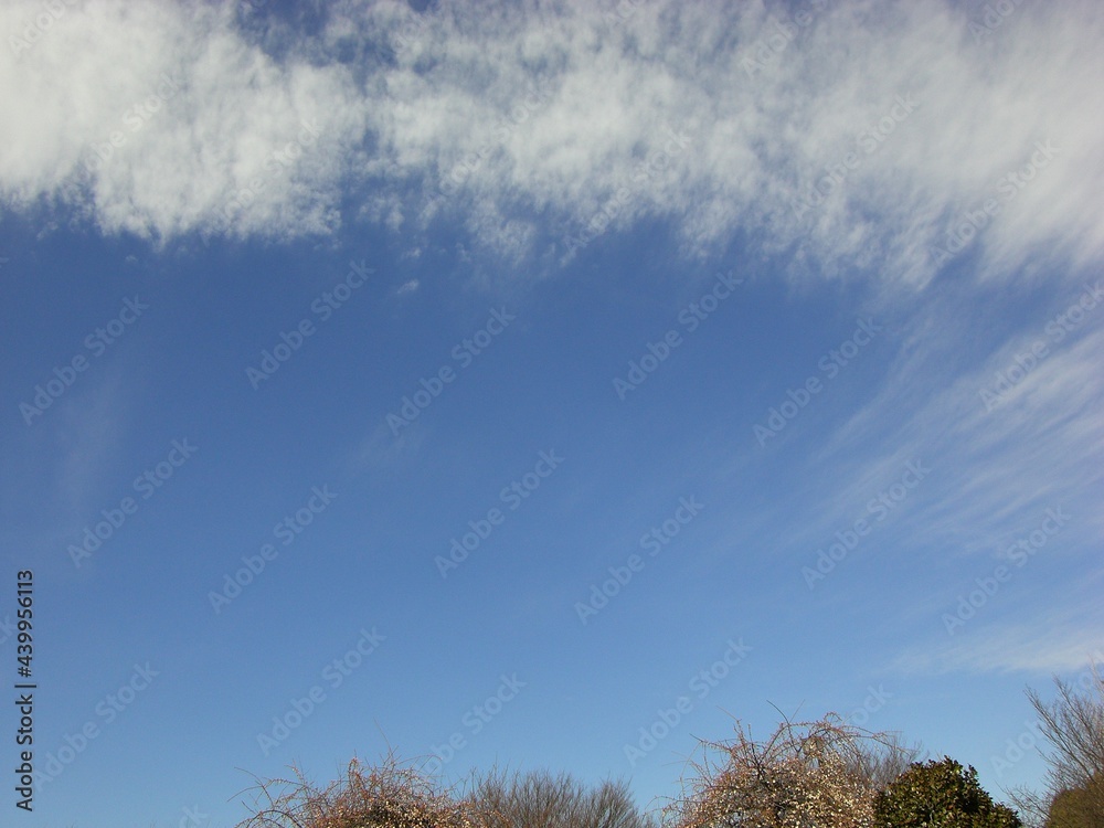 Obraz premium 青空にかかる雲