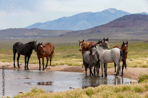 Wild Horses at pond in Utah, USA © Dennis Donohue