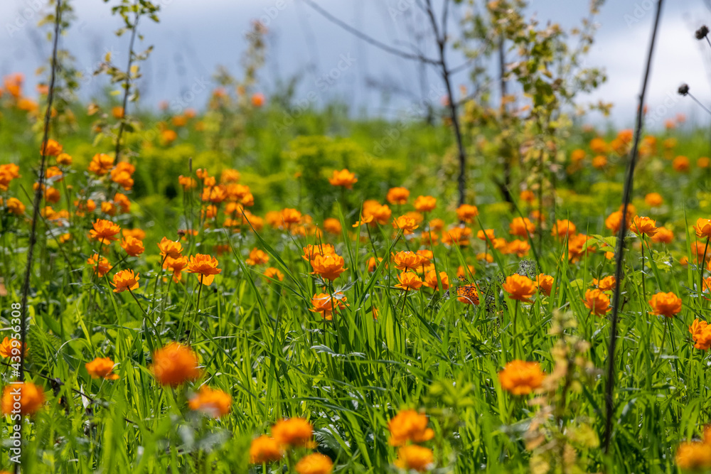 field of flowers