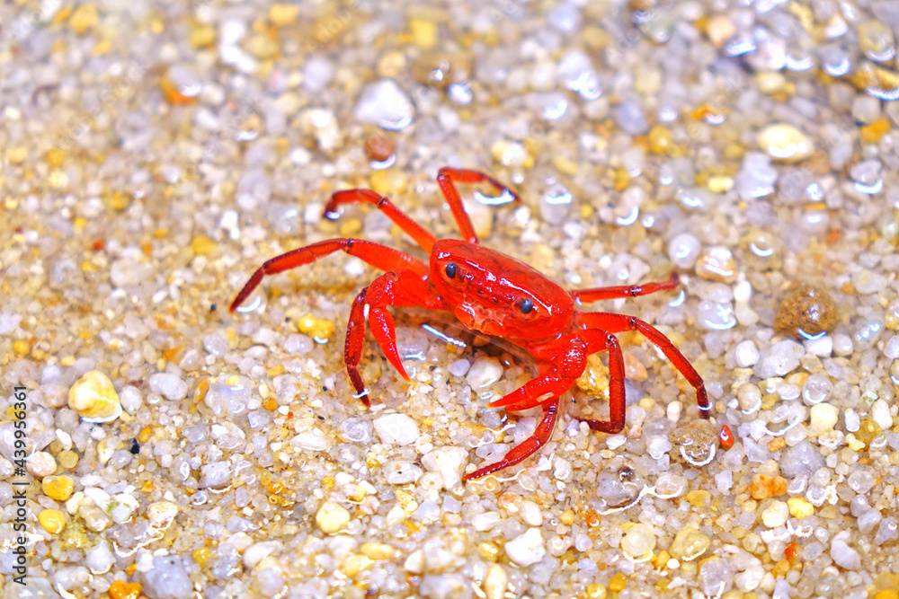 Red land crab (Phricotelphusa limula)(Female) One of world most