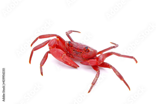Red land crab (Phricotelphusa limula) (Male), One of world most beautiful fresh water crabs, native only in Phuket island, Thailand. It’s also known as Fire-Red crabs or waterfalls crab. Rare,Isolated