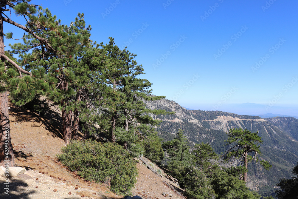 pine tree in the mountains