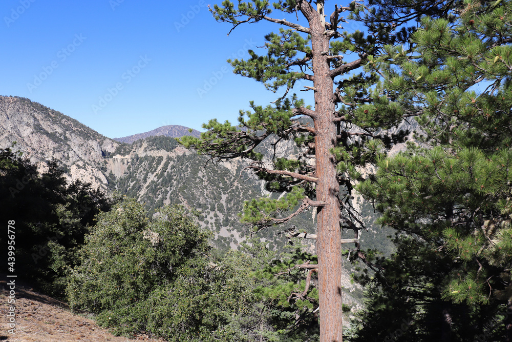 Fototapeta premium pine tree in the mountains