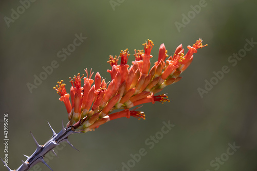 Ocotillo flowers in desert south west of USA  photo