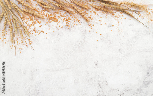 Wheat ears and wheat grains set up on white concrete background. photo