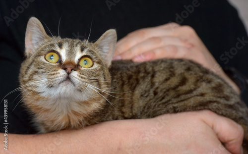 little tabby cat with expressive eyes on her arms