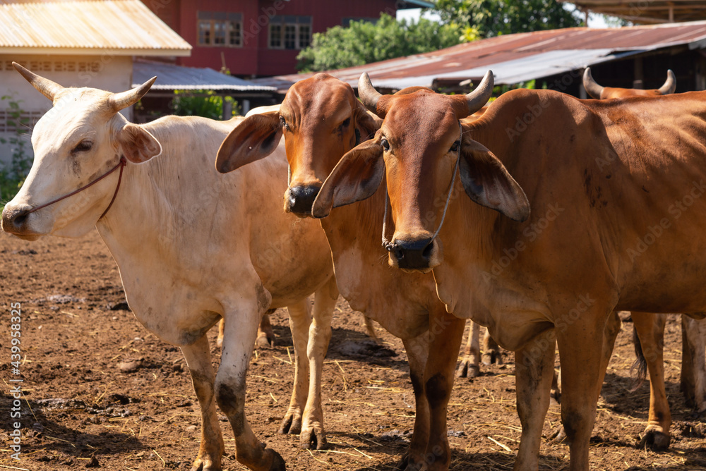 Close up portrait of cow in farm background. Cows standing on the ground with farm agriculture. Close up portrait of cow in farm background. Cows standing on the ground with farm agriculture.