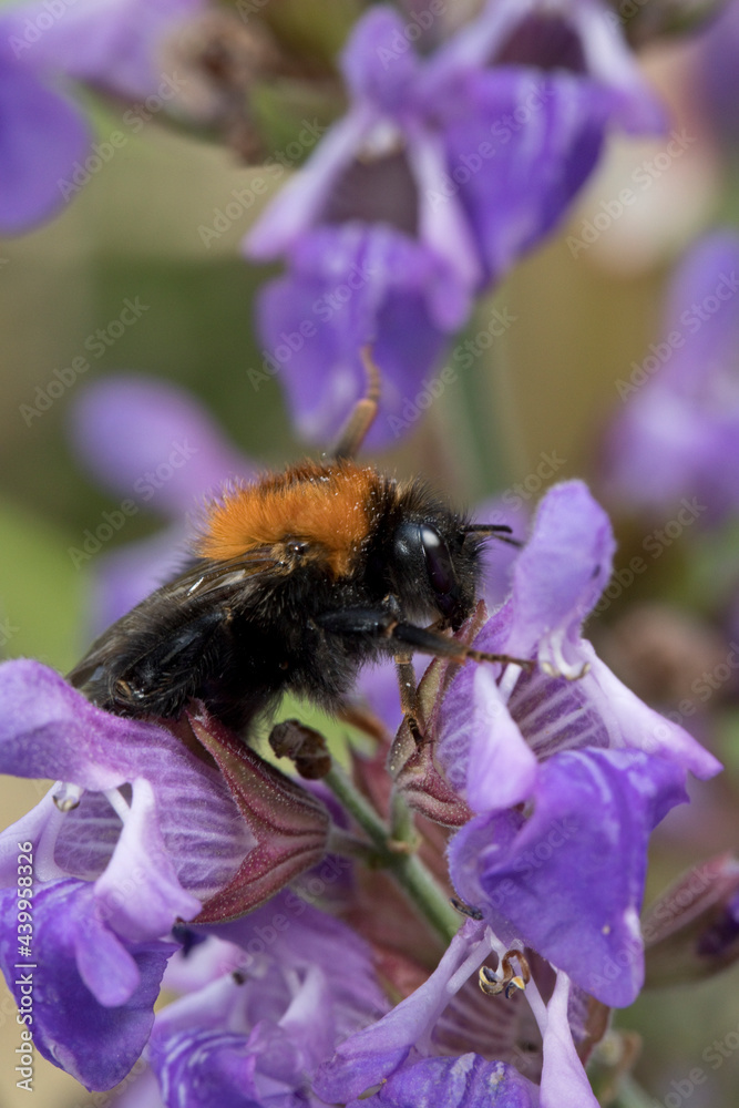 Tree bumblebee (Bombus hypnorum) on sage flowers in June, United Kingdom Tree bumblebee (Bombus hypnorum) on sage flowers in June, United Kingdom